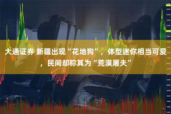 大通证券 新疆出现“花地狗”，体型迷你相当可爱，民间却称其为“荒漠屠夫”